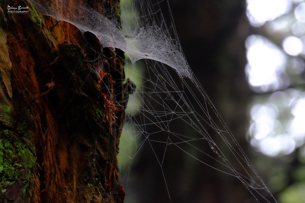 cobweb by dkbarnett