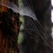 cobweb by dkbarnett