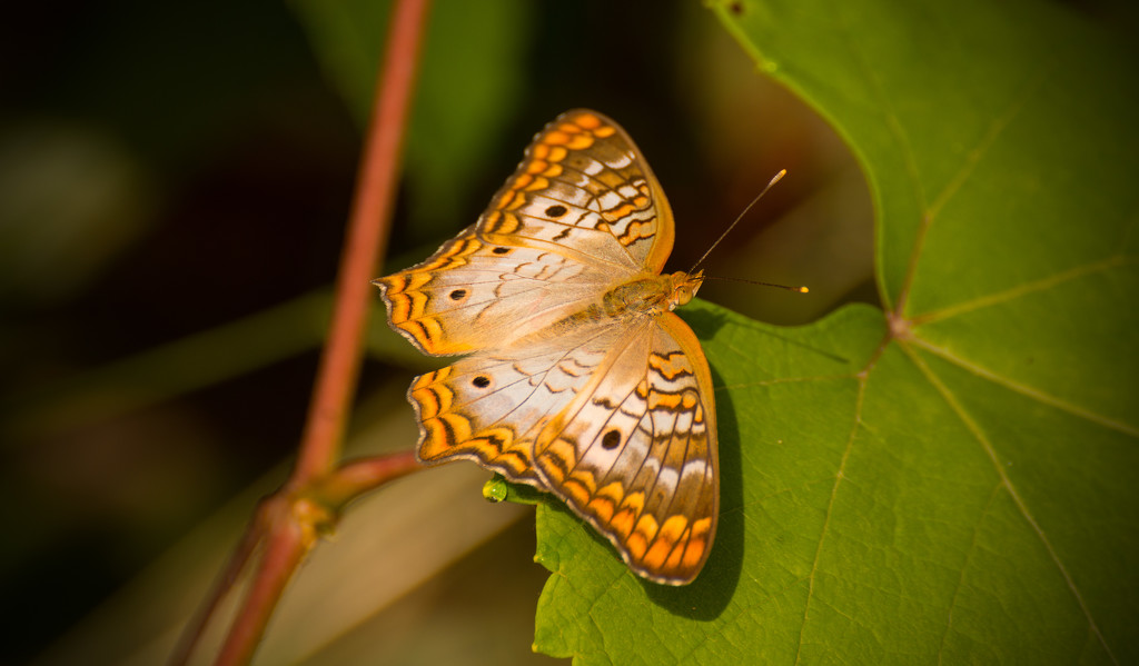 White Peacock Butterfly! by rickster549