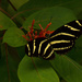 Zebra Heliconian or Zebra Longwing Butterfly! by rickster549
