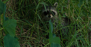 18th Aug 2017 - Raccoon Hiding in the Grass!