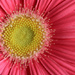 Gerbera (daisy) macro by rhoing