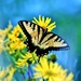 Swallowtail by lynnz