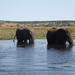 Elephants in the Chobe River by cmp