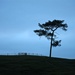Lone Tree by nickspicsnz