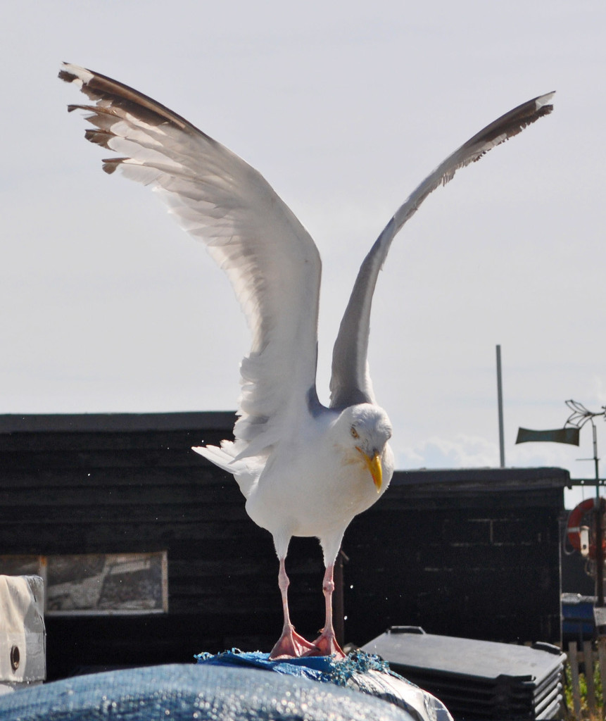 Seagull ready for takeoff by philbacon