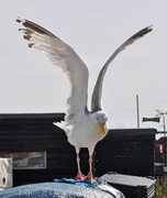 12th Aug 2017 - Seagull ready for takeoff