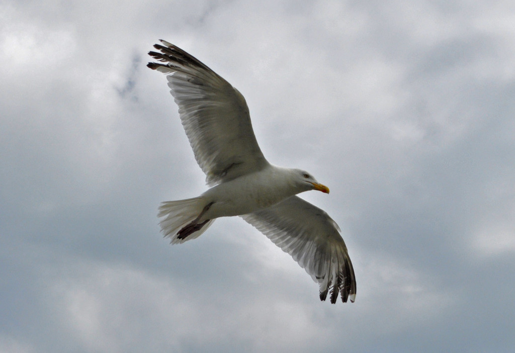 Seagull in flight by philbacon