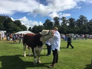 19th Aug 2017 - Prize bull