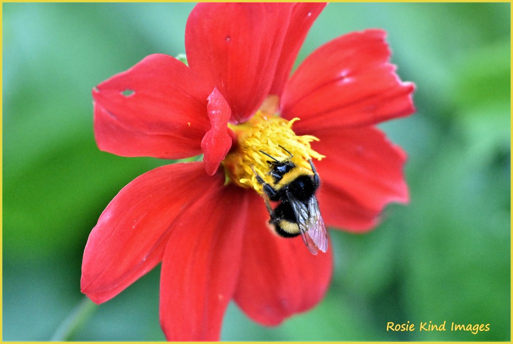 The bees like dahlias by rosiekind