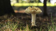 19th Aug 2017 - White Fungi 3