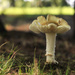 White Fungi 3 by loweygrace