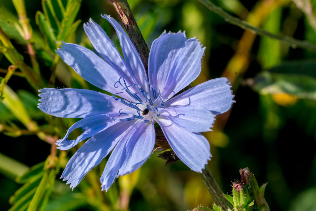Chicory with Shadows by rminer
