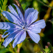 Chicory with Shadows by rminer