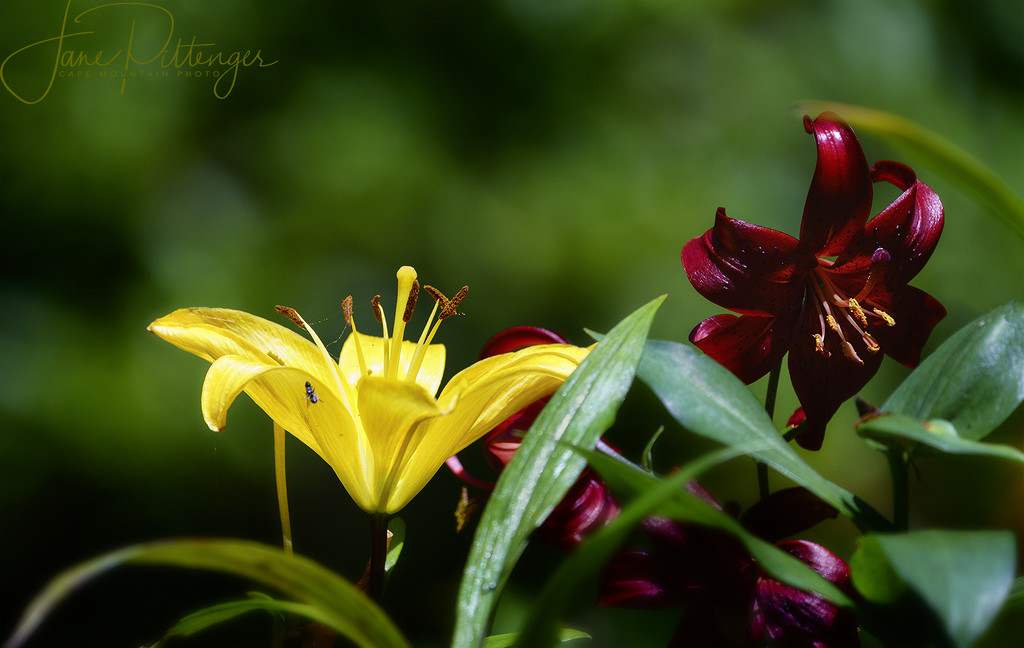 Lilies and Friend by jgpittenger