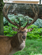 19th Aug 2017 - Red stag