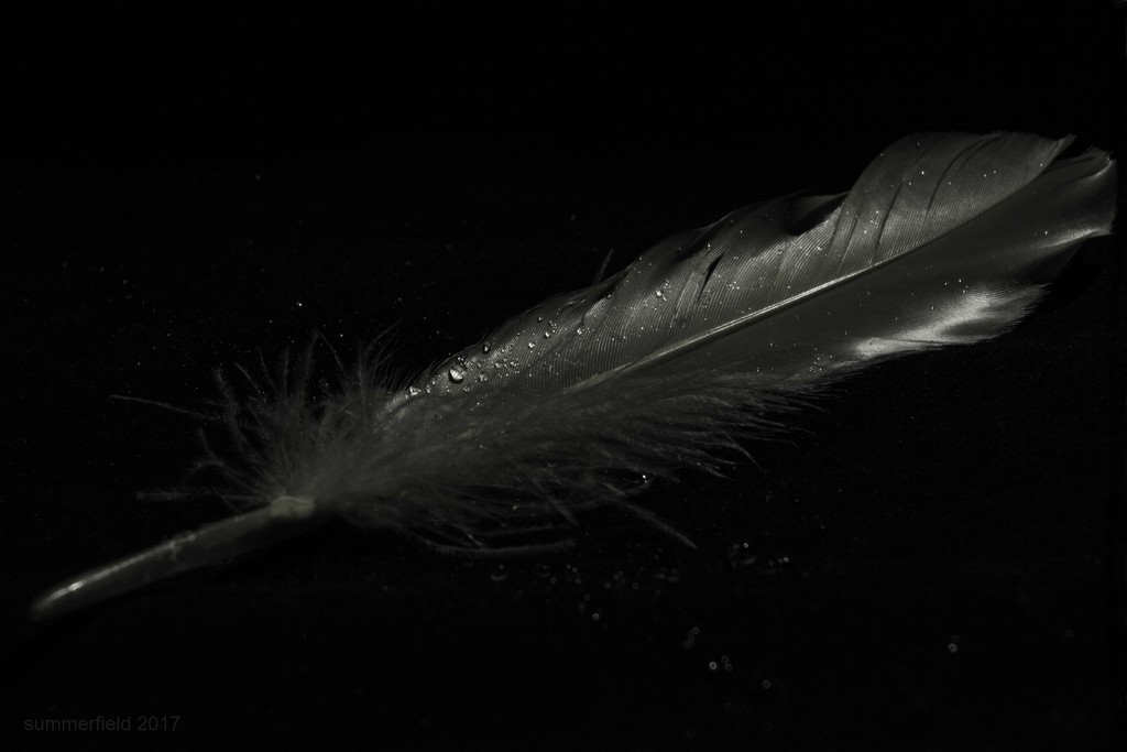 feathers appear when angels are near by summerfield