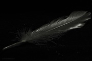 19th Aug 2017 - feathers appear when angels are near