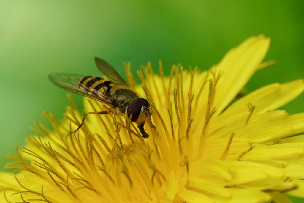 DANDY LOOKING HOVER-FLY by markp