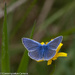 Common Blue female-1 by dailydelight