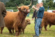 12th Aug 2017 - Champion Mum and calf - Lochgilphead agricultural show