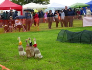20th Aug 2017 - The goose race 