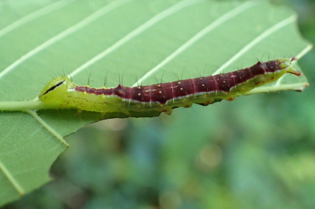 Masked Caterpillar by cjwhite
