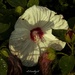 Love how this flower pops in the early morning light by radiogirl