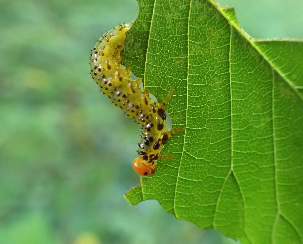 Happy Caterpillar by cjwhite