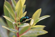 19th Aug 2017 - Dogbane Leaf Beetle