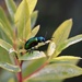 Dogbane Leaf Beetle by sandlily