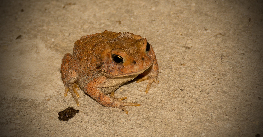 Froggy on the Front Porch! by rickster549