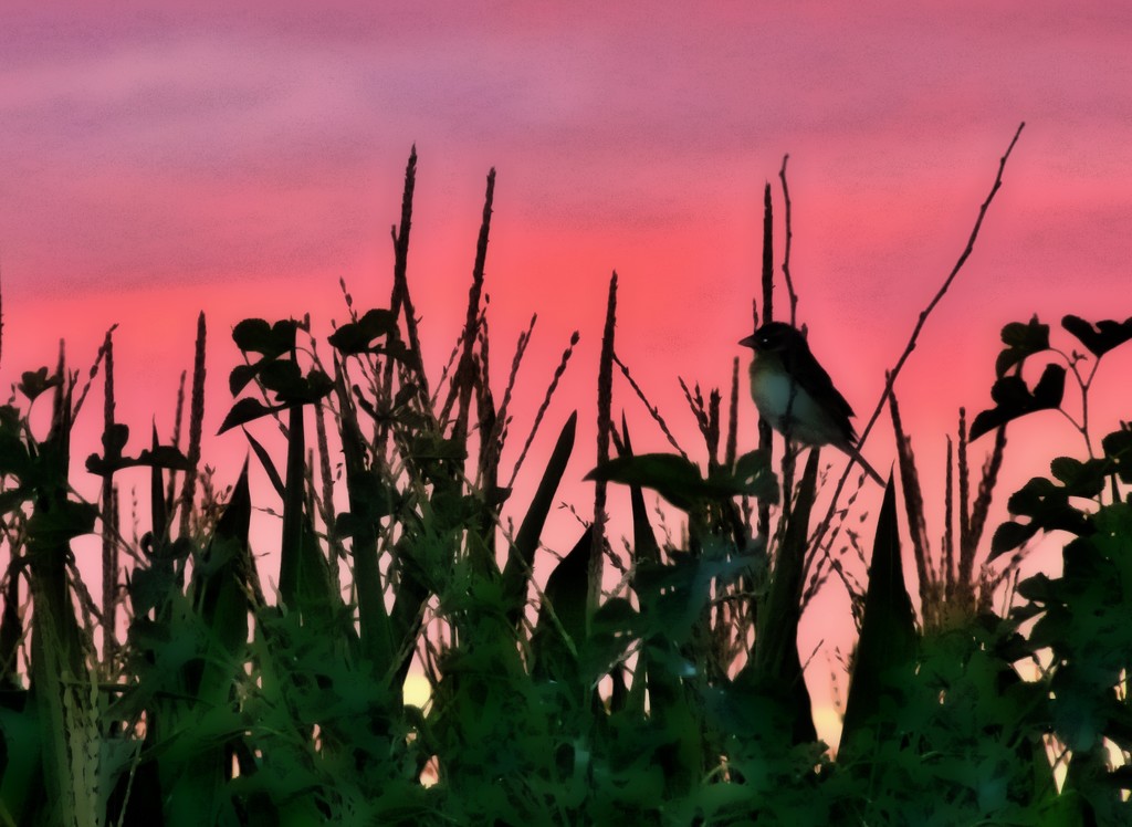Sunset Bird by lynnz