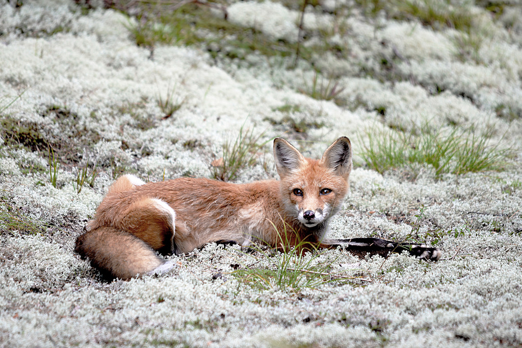 The Red Fox from Algonquin Park! by fayefaye