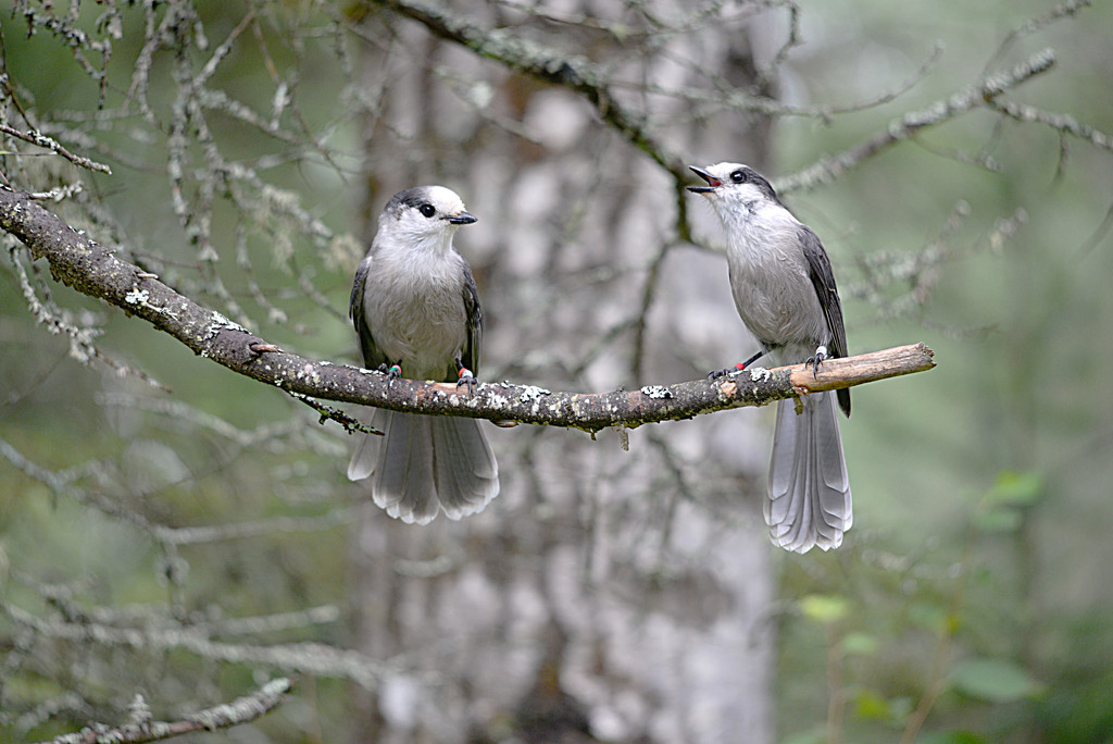 What did one gray jay say to the other! by fayefaye
