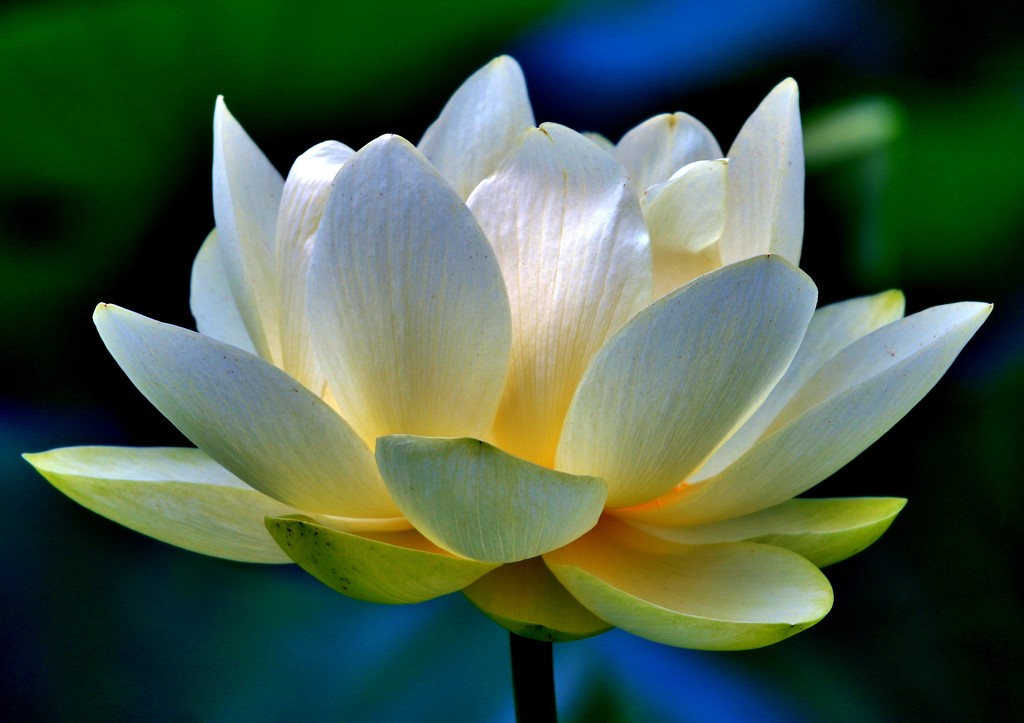 Water Lily by lynnz