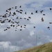 a small murmuration of starlings by quietpurplehaze