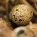 Basket of Quails eggs by callymazoo