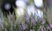 16th Aug 2017 - Heather Patch