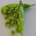 Peas by flowerfairyann