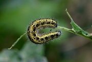 17th Aug 2017 - C  IS FOR CATERPILLAR
