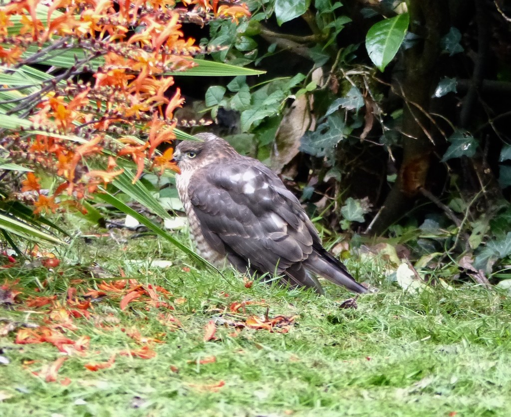 Sparrowhawk by susiemc