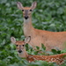 Doe and Dear by kareenking