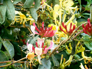 17th Aug 2017 - Honeysuckle flowerring in the hedgerow 