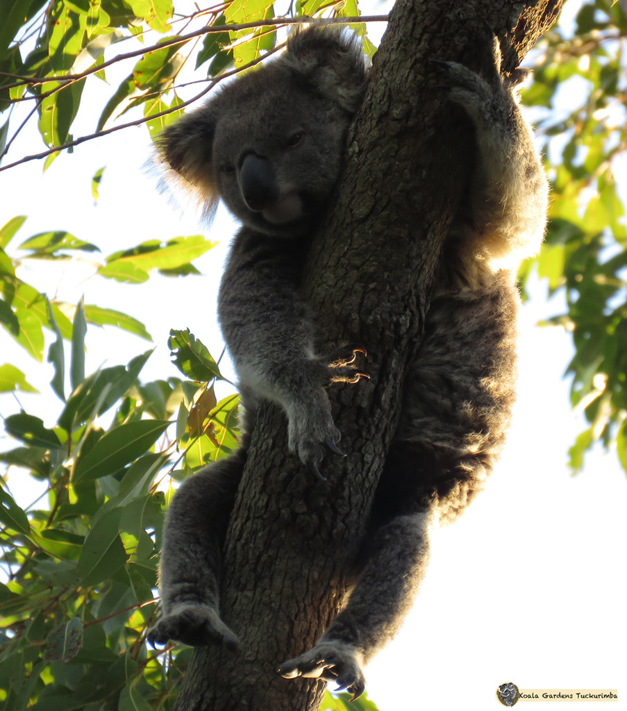 beat the heat by koalagardens