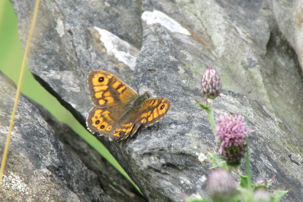 wall brown butterfly by anniesue
