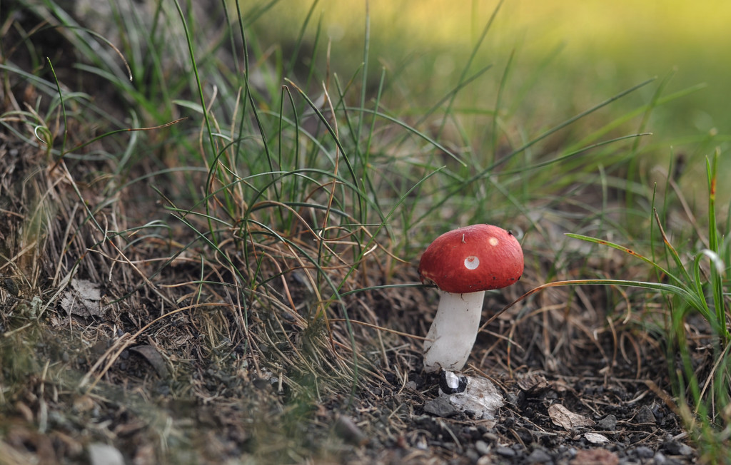 Red Mushroom by loweygrace