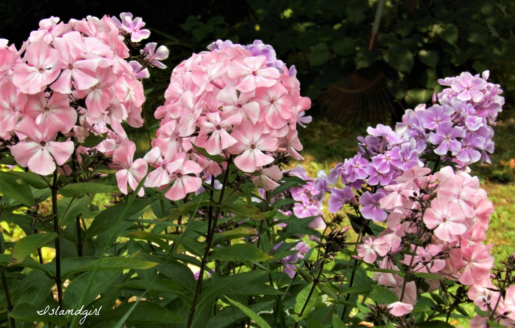 Pink and Purple Phlox by radiogirl