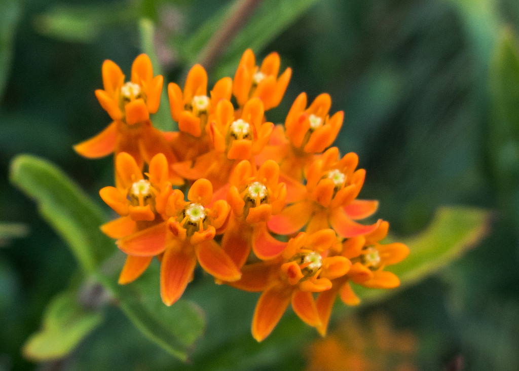 Orange Wildflower by rminer