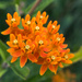Orange Wildflower by rminer